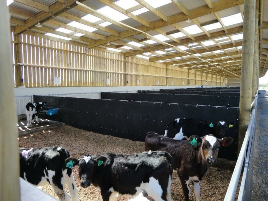 FEATURED PROJECT: Insulated Calf Shed